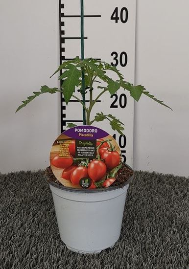 Immagine di POMODORO INN. PICCADILLY V.14 CM