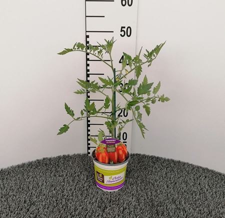 Immagine di POMODORO INN. SAN MARZANO V.14 CM