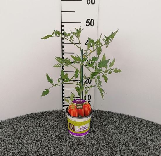 Immagine di POMODORO INN. SAN MARZANO V.14 CM