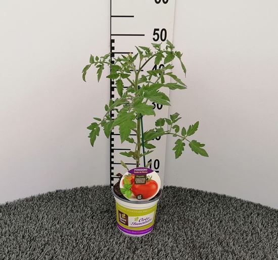 Immagine di POMODORO INN. TONDO V.14 CM