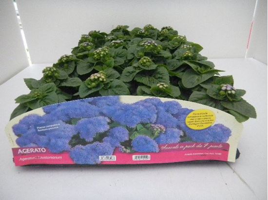 Immagine di AGERATUM PACK 4 PIANTE