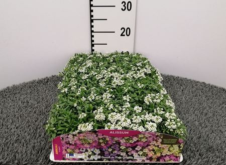 Immagine di ALISSUM PACK 4 PIANTE