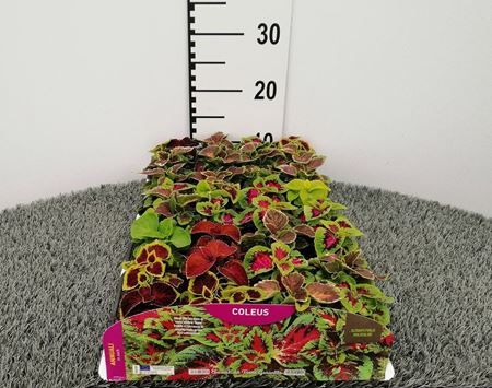 Immagine di COLEUS PACK 4 PIANTE