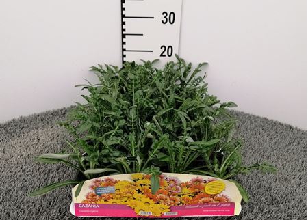 Immagine di GAZANIA PACK 4 PIANTE
