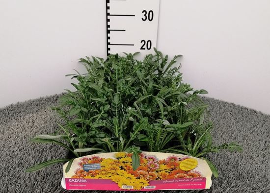 Immagine di GAZANIA PACK 4 PIANTE