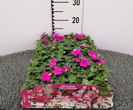 Immagine di IMPATIENS WALLERIANA PACK 4 PIANTE