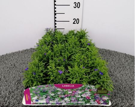 Immagine di LOBELIA PACK 4 PIANTE