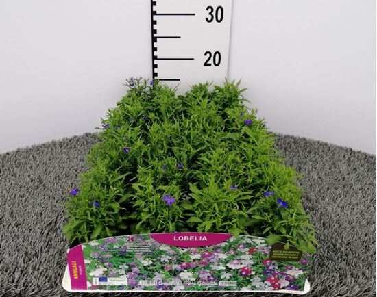 Immagine di LOBELIA PACK 4 PIANTE