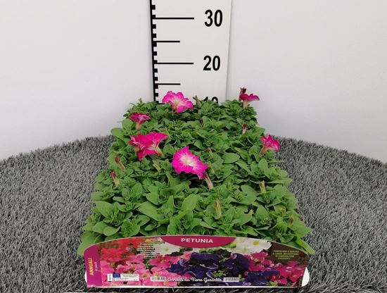 Immagine di PETUNIA PACK 4 PIANTE