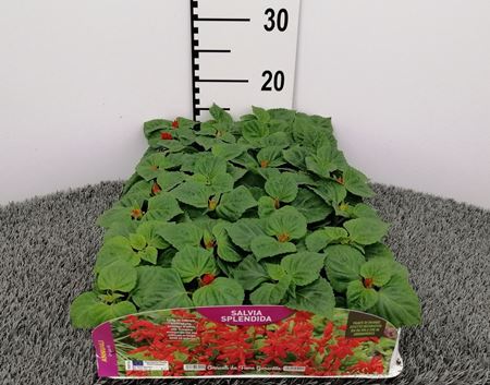 Immagine di SALVIA SPLENDIDA PACK 4 PIANTE