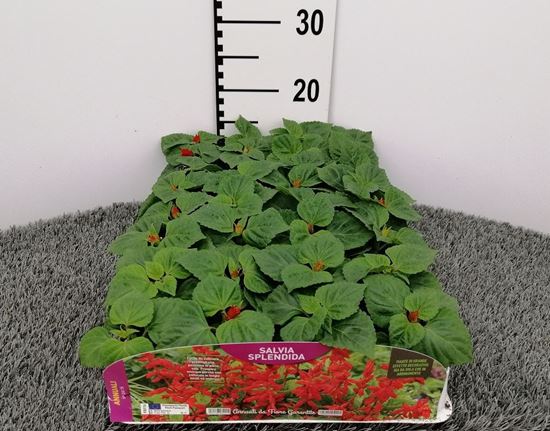 Immagine di SALVIA SPLENDIDA PACK 4 PIANTE