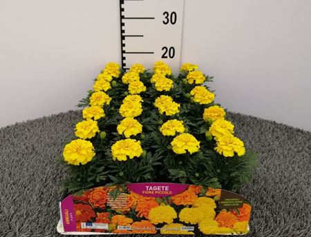 Immagine di TAGETE FIORE PICCOLO PACK 4 PIANTE