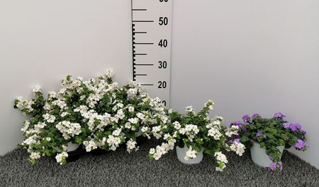 Immagine di BACOPA V.14 CM