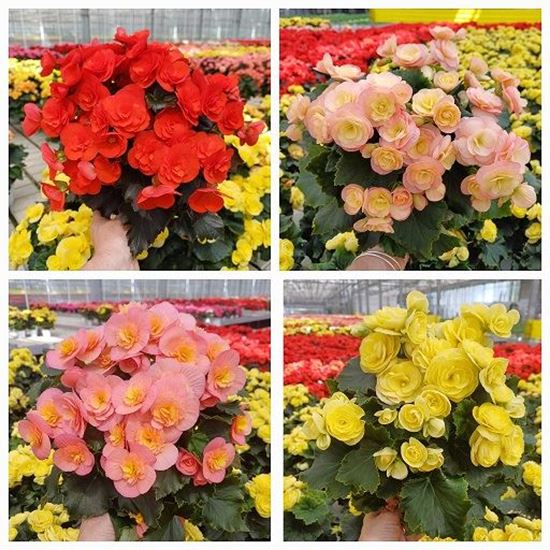 Immagine di BEGONIA BELOVE V.14 CM
