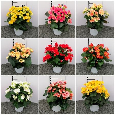 Immagine di BEGONIA ELATIOR V.14 CM