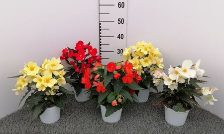 Immagine di BEGONIA FLORENCIO V.14 CM