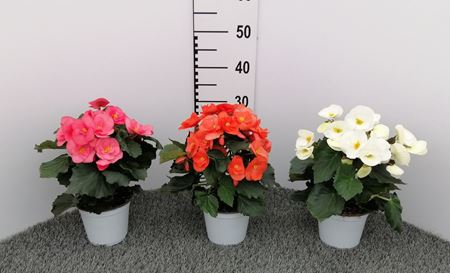 Immagine di BEGONIA SUNNY SIDE UP V.14 CM