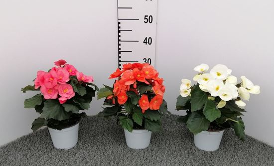 Immagine di BEGONIA SUNNY SIDE UP V.14 CM