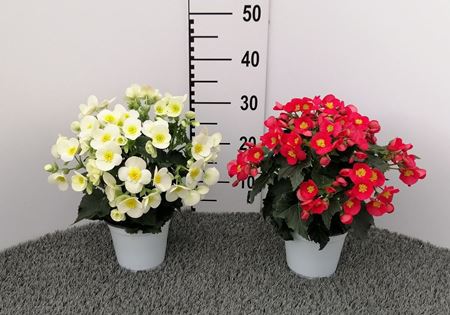 Immagine di BEGONIA VALENTINO V.14 CM