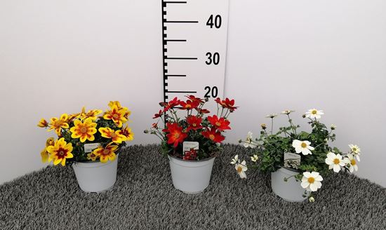 Immagine di BIDENS COLORATO V.14 CM