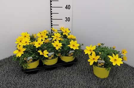 Immagine di BIDENS V.14 CM