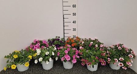 Immagine di CALIBRACHOA V.14 CM