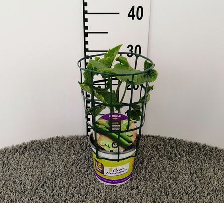 Immagine di CETRIOLO INN. LUNGO V.14 CM