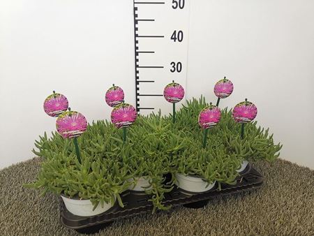 Immagine di DELOSPERMA COOPERI V.14 CM