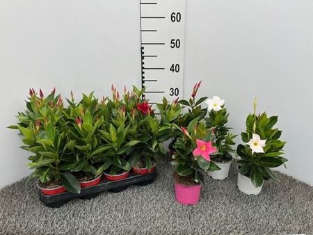 Immagine di DIPLADENIA V.10,5 CM