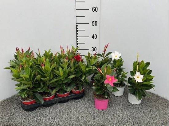 Immagine di DIPLADENIA V.10,5 CM