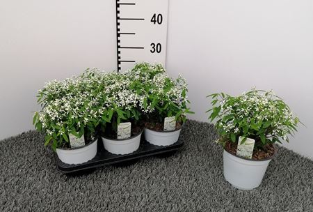 Immagine di EUPHORBIA DIAMOND V.14 CM