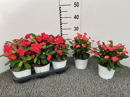 Immagine di EUPHORBIA MILII V.14 CM