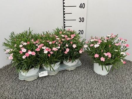 Immagine di GAROFANO PEACH PARTY V.14 CM