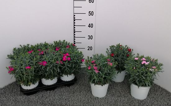 Immagine di GAROFANO PEMAN V.14 CM