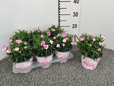 Immagine di GAROFANO PINK & PROUD V.14 CM