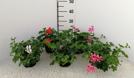 Immagine di GERANEO PARIGINO V.14 CM