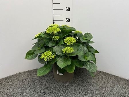Immagine di HORTENSIA V.23 CM TRICOLOR