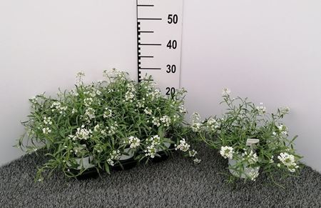 Immagine di LOBULARIA V.14 CM