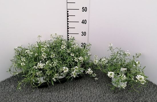 Immagine di LOBULARIA V.14 CM