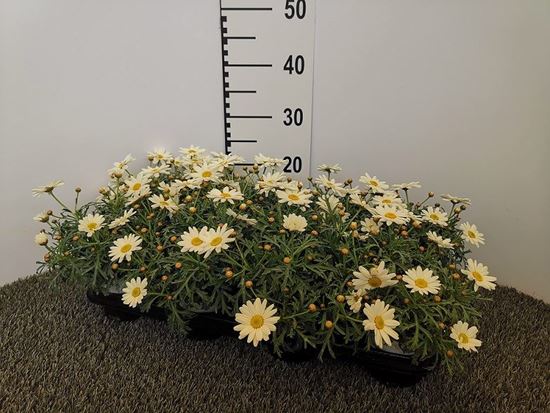 Immagine di MARGHERITA V.11 CM