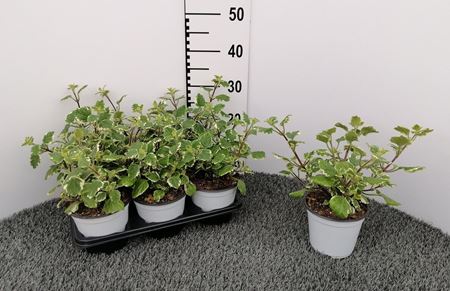 Immagine di PLECTRA V.14 CM