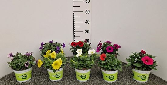 Immagine di POTUNIA V.14 CM