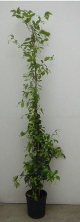 Immagine di RHYNCOSPERMUM V.18 H.150 CM