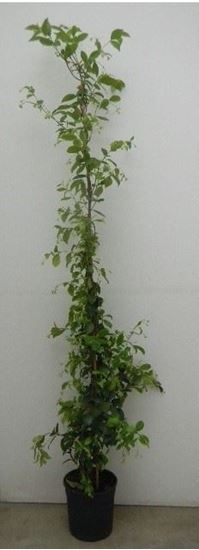 Immagine di RHYNCOSPERMUM V.18 H.150 CM