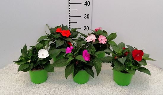 Immagine di SUNPATIENS V.14 CM