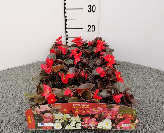 Immagine di BEGONIA FOGLIA SCURA V.10 CM