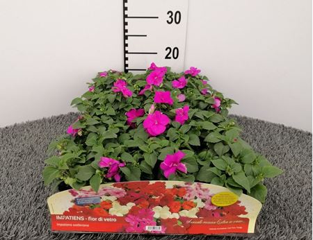 Immagine di IMPATIENS WALLERIANA V.10 CM