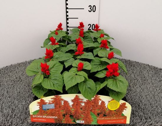 Immagine di SALVIA SPLENDIDA V.10 CM