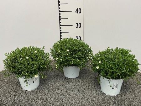 Immagine di ARENARIA MONTANA V.14 CM