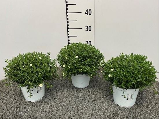 Immagine di ARENARIA MONTANA V.14 CM